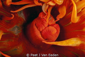A False Plum Sea anemone is  a decptive beauty with a nas... by Peet J Van Eeden 